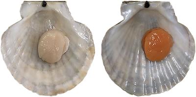 Transcriptome and network analyses reveal key pathways and genes involved in response to carotenoid deposition in scallop muscle